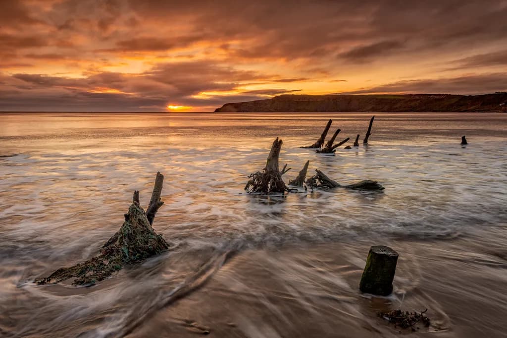 Sunset Coast Driftwood