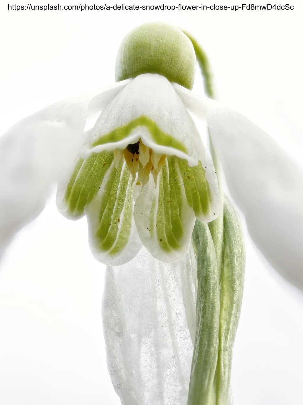 Translucent Snowdrop