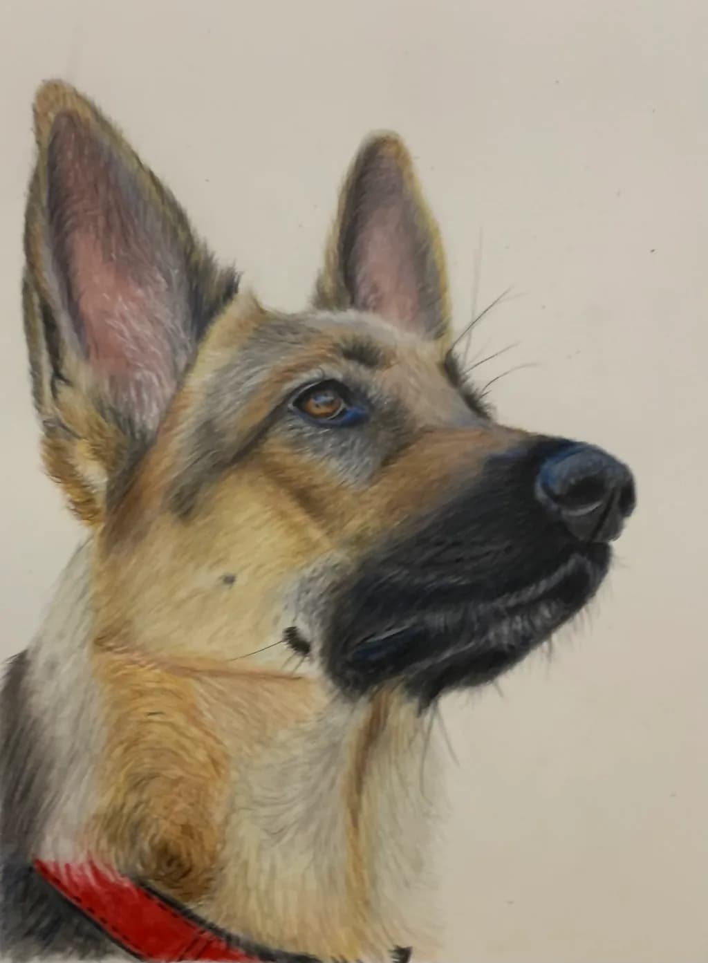 Noble Shepherd Gaze
