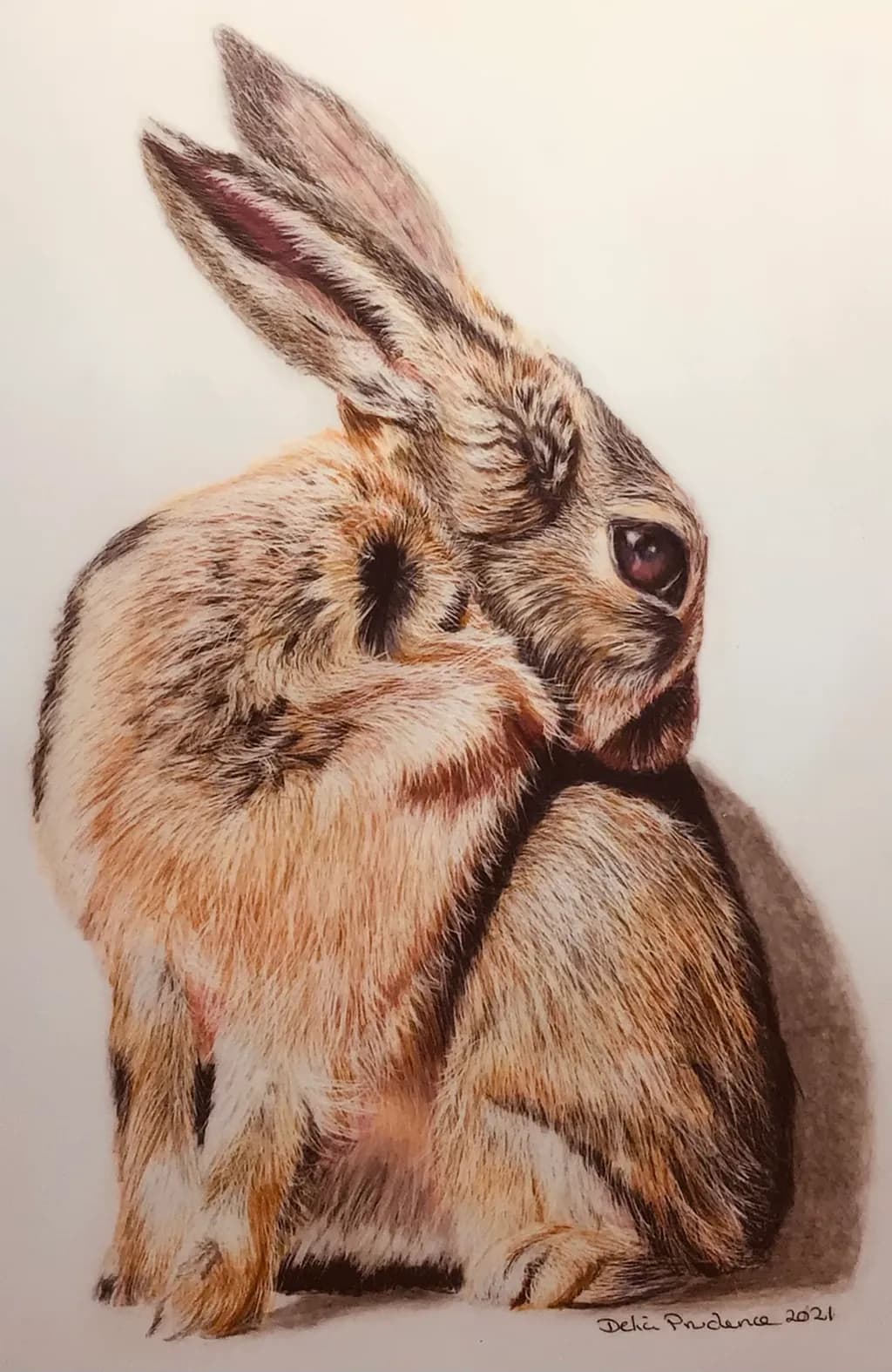 Curled Hare