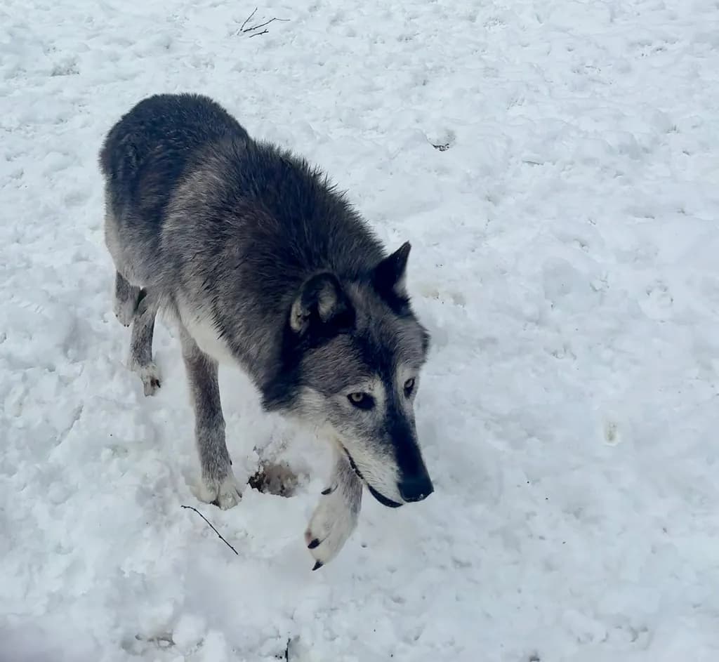 Winter Wolf Walk