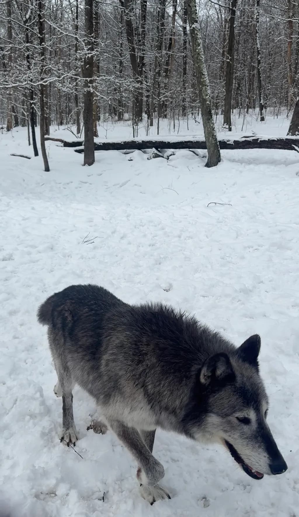 Winter Wolf in Forest