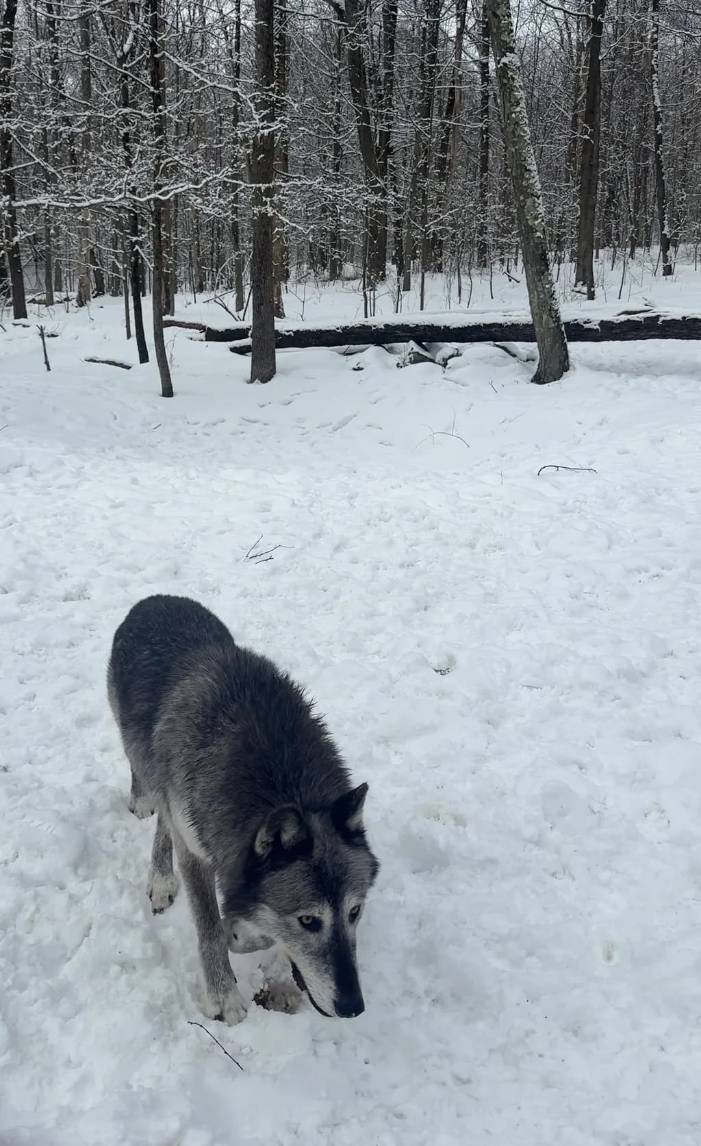Winter Wolf Forest