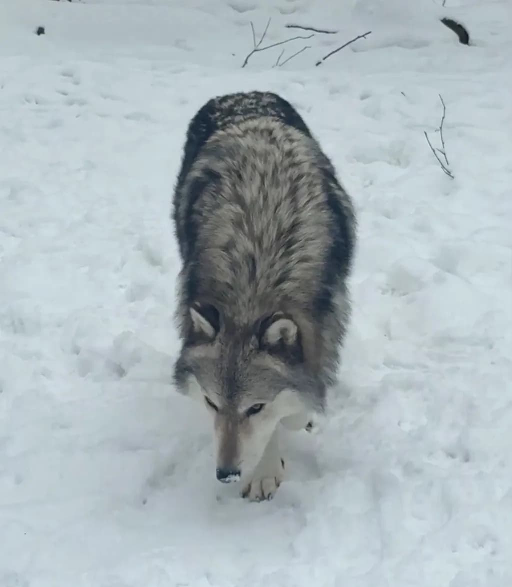 Silent Winter Wolf