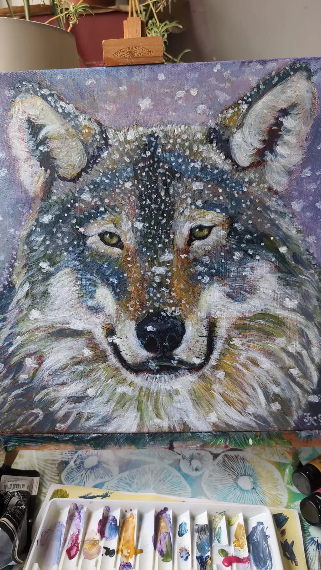 Snowy Wolf Expression