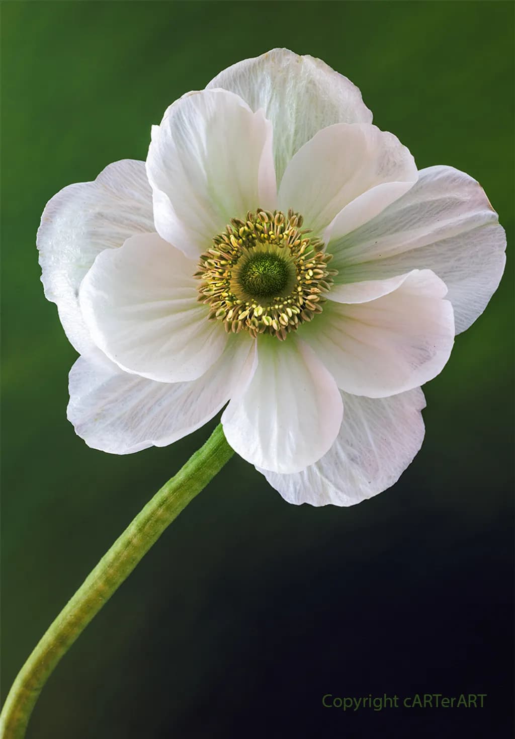 Delicate Bloom