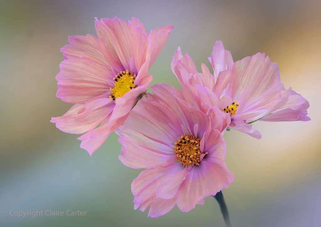 Pink Cosmos Trio