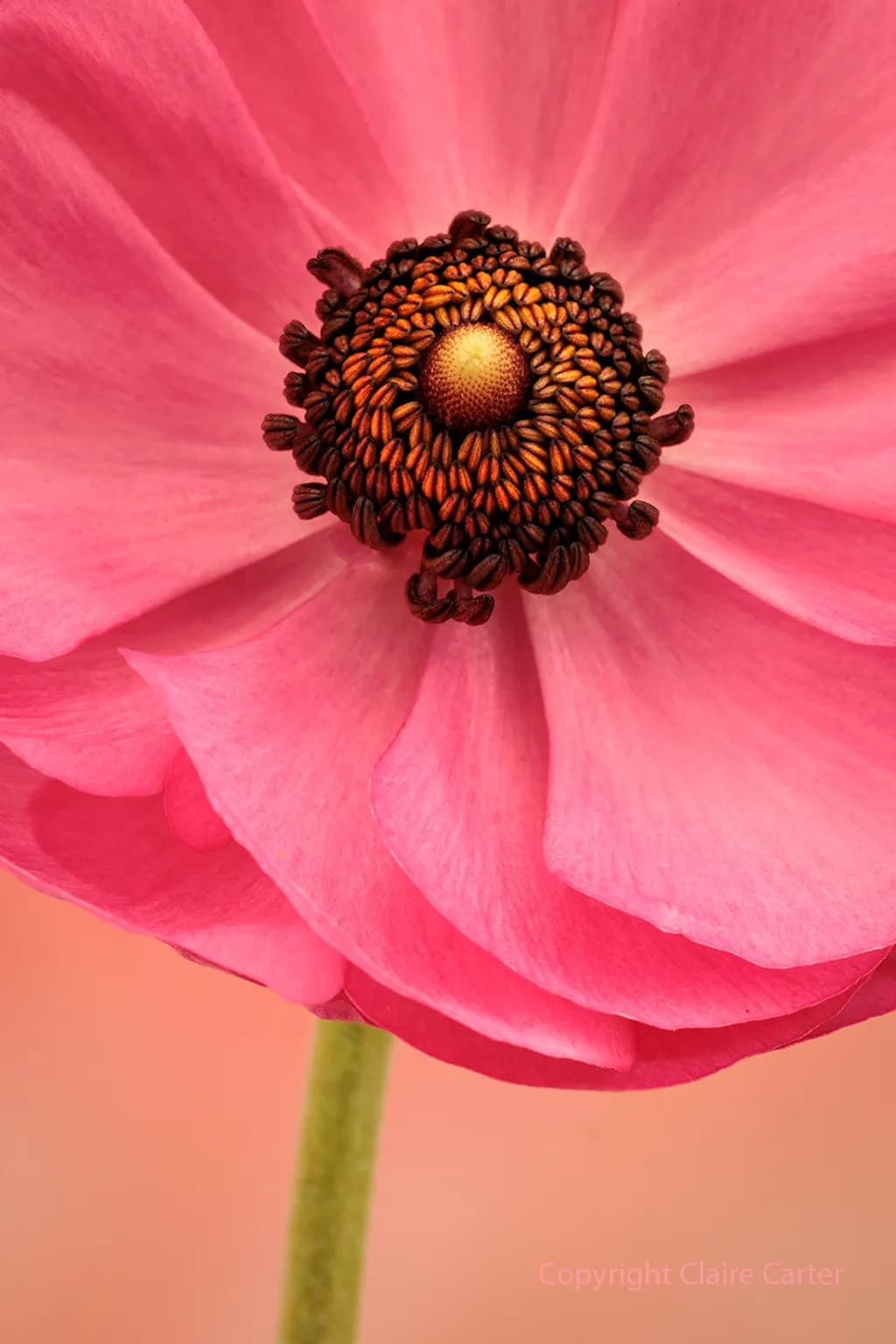 Seeded Bloom
