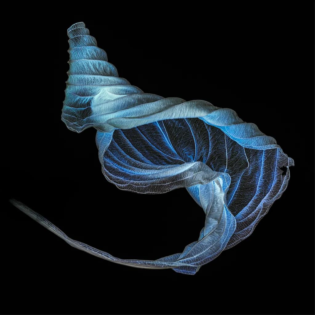Blue Veil