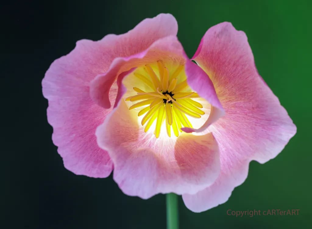 Poppy Glow