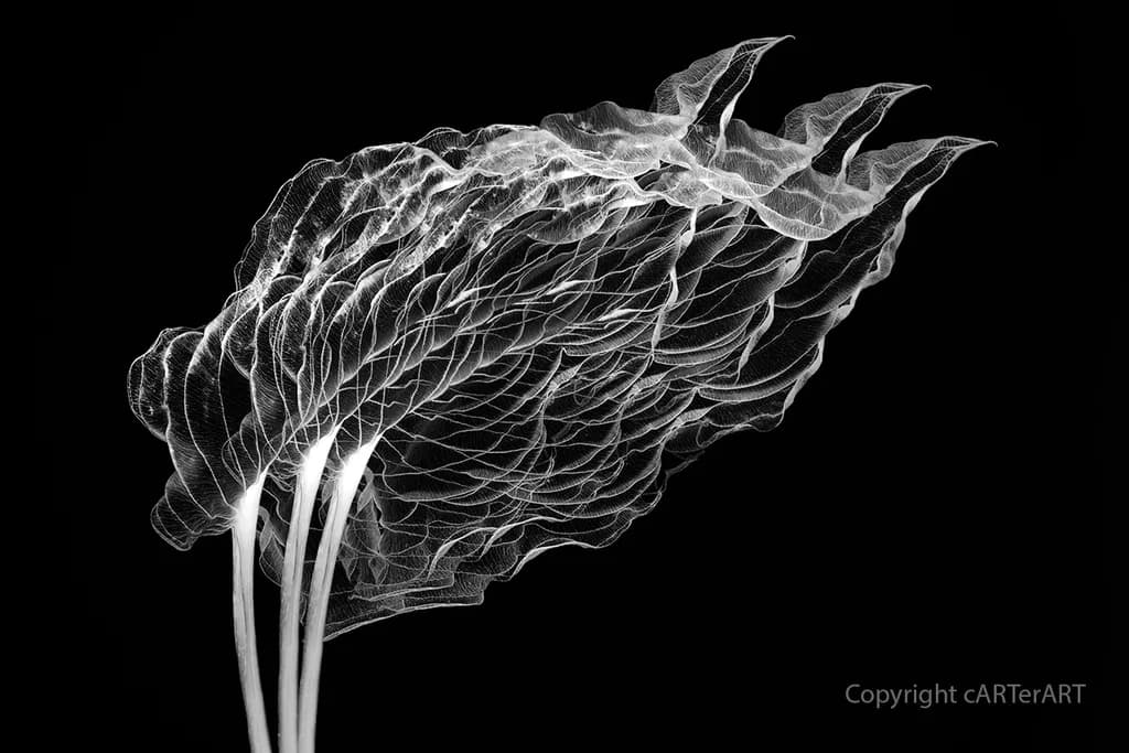 Inverted Leaves