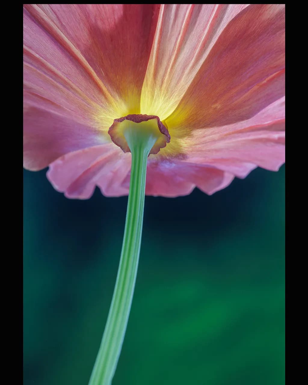 Radiant Bloom