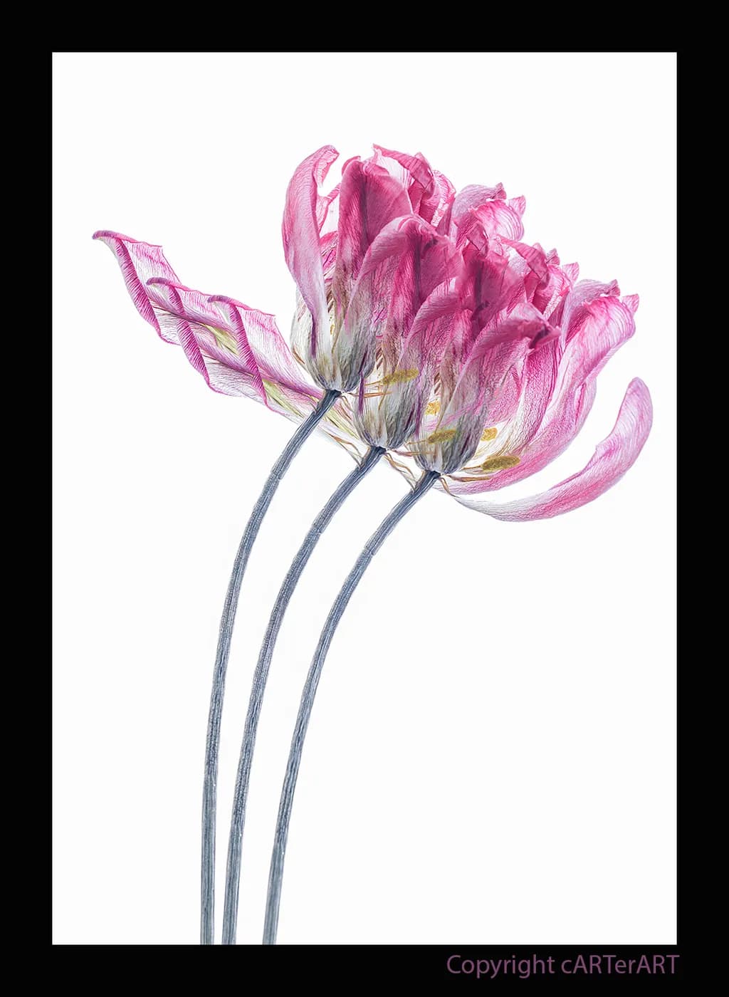 Pink Veins Trio