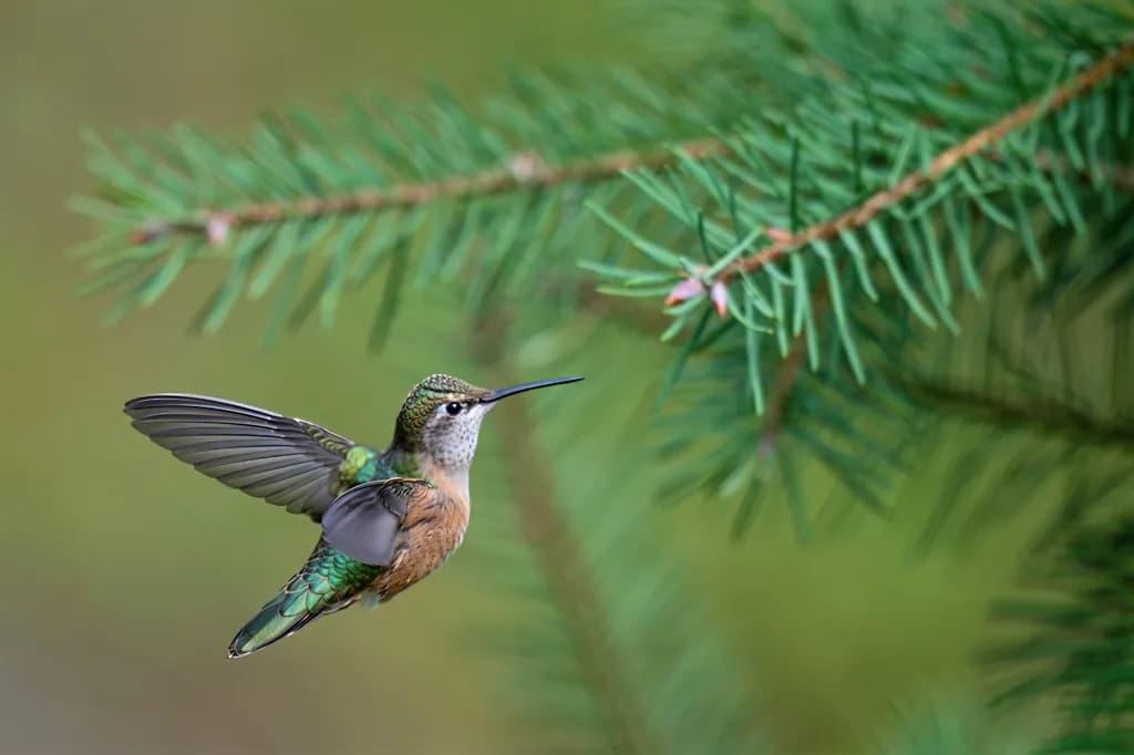 Between Perches