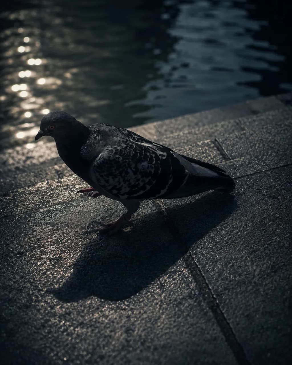 Pigeon by the Water