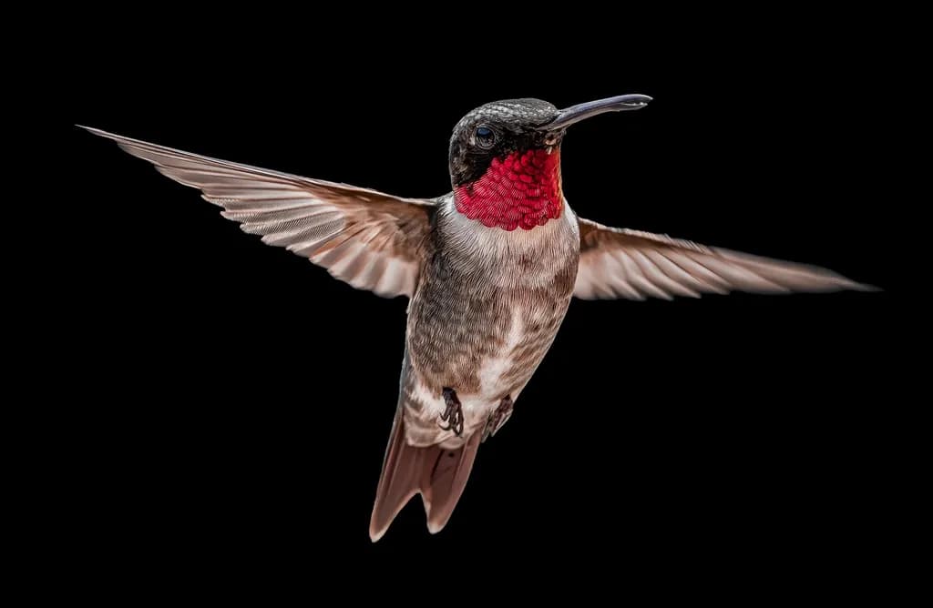 Whispers of the Hummingbird: A Moment of Grace in Flight