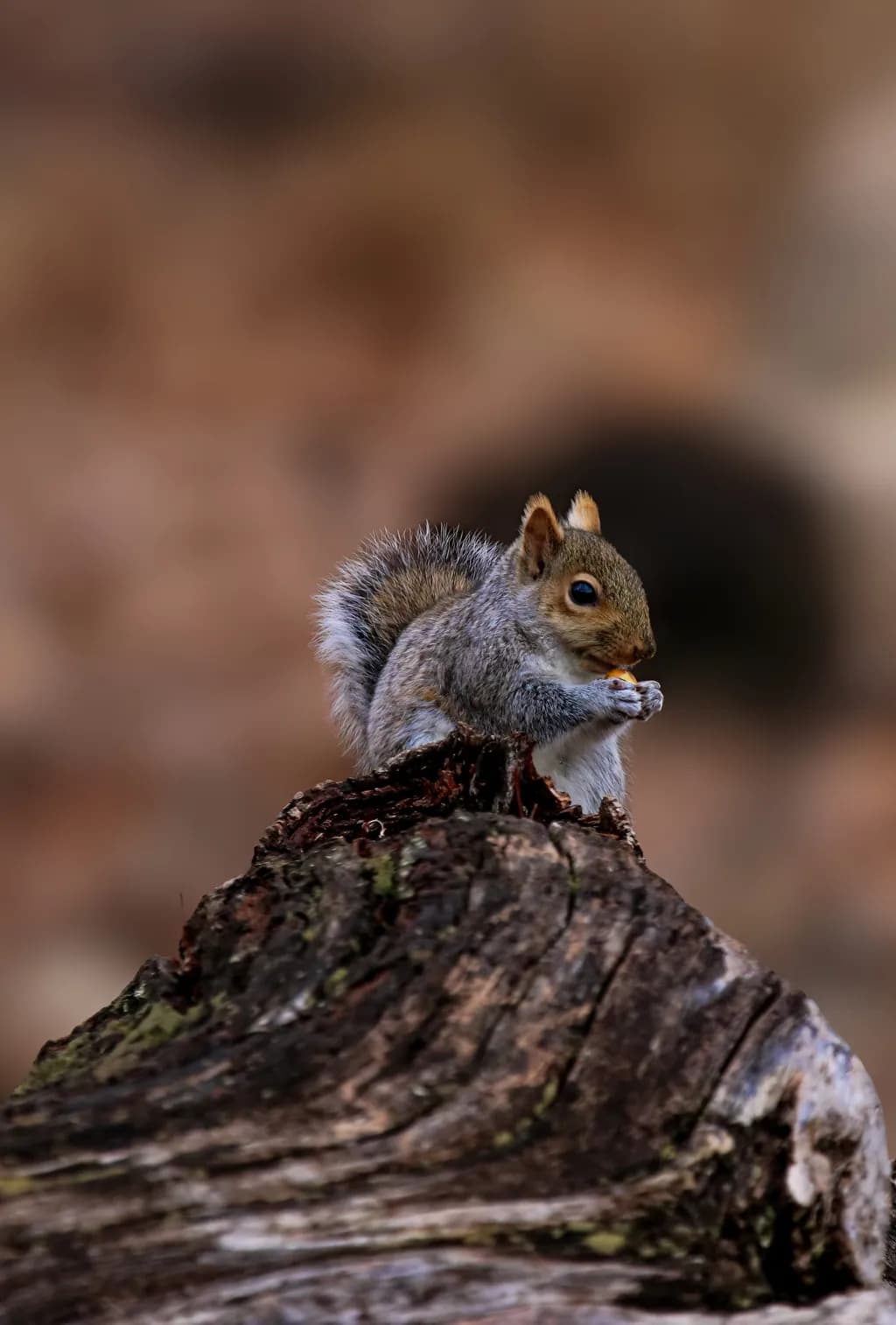 Whispers of Nature: A Squirrel's Moment of Reflection at the Jersey Shore
