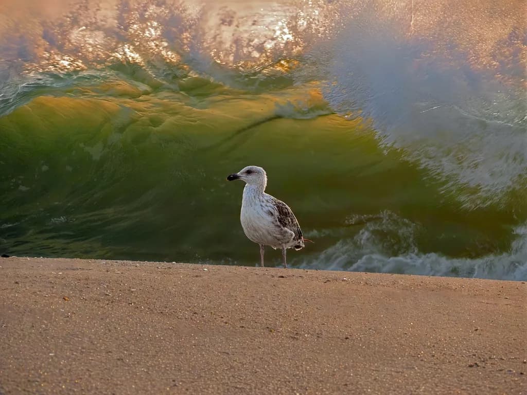 Whispers of the Shore: A Seagull's Moment Beneath the Waves at Dawn