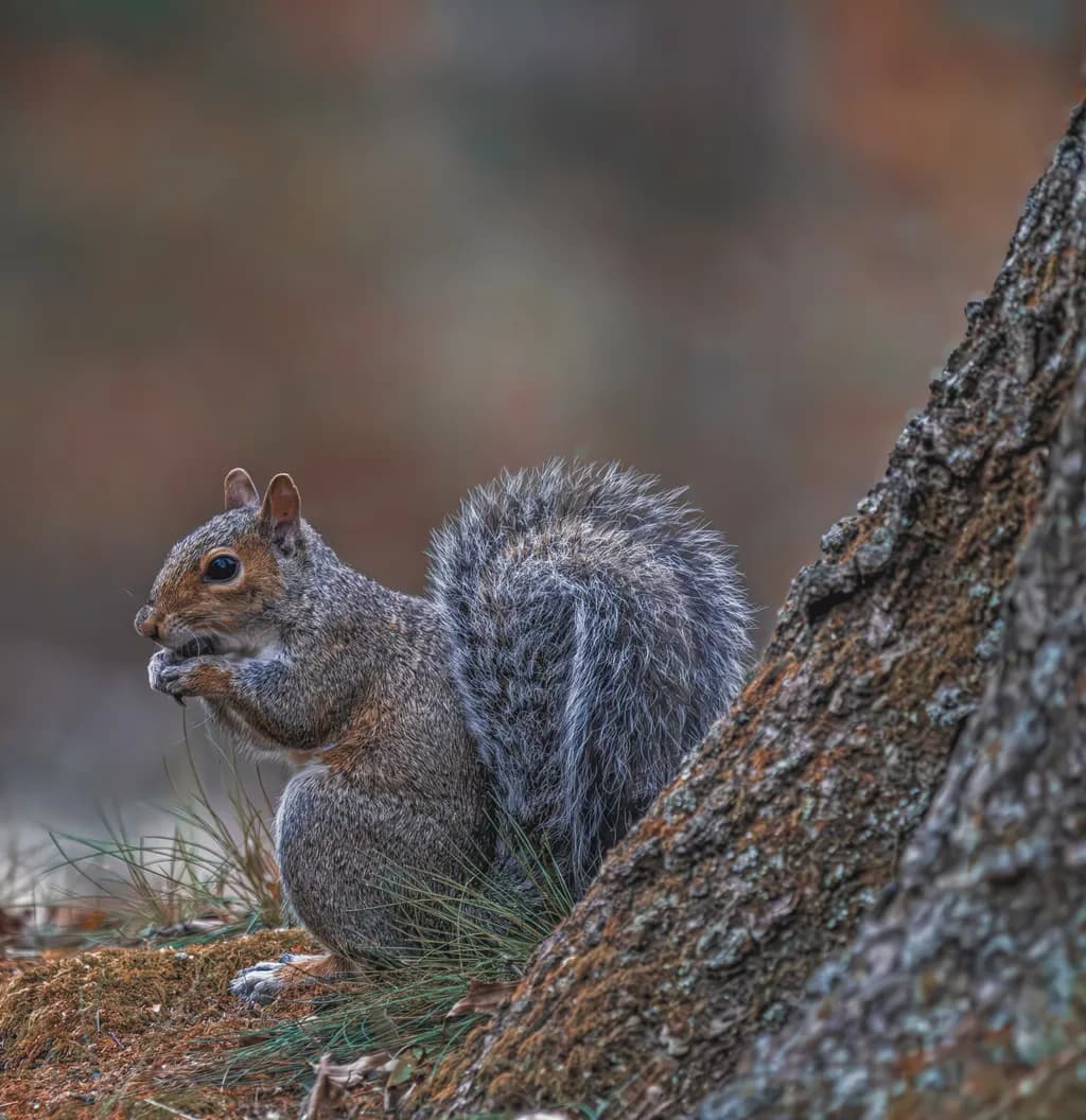 Whispers of the Forest: A Squirrel's Contemplative Moment Amidst Nature's Embrace