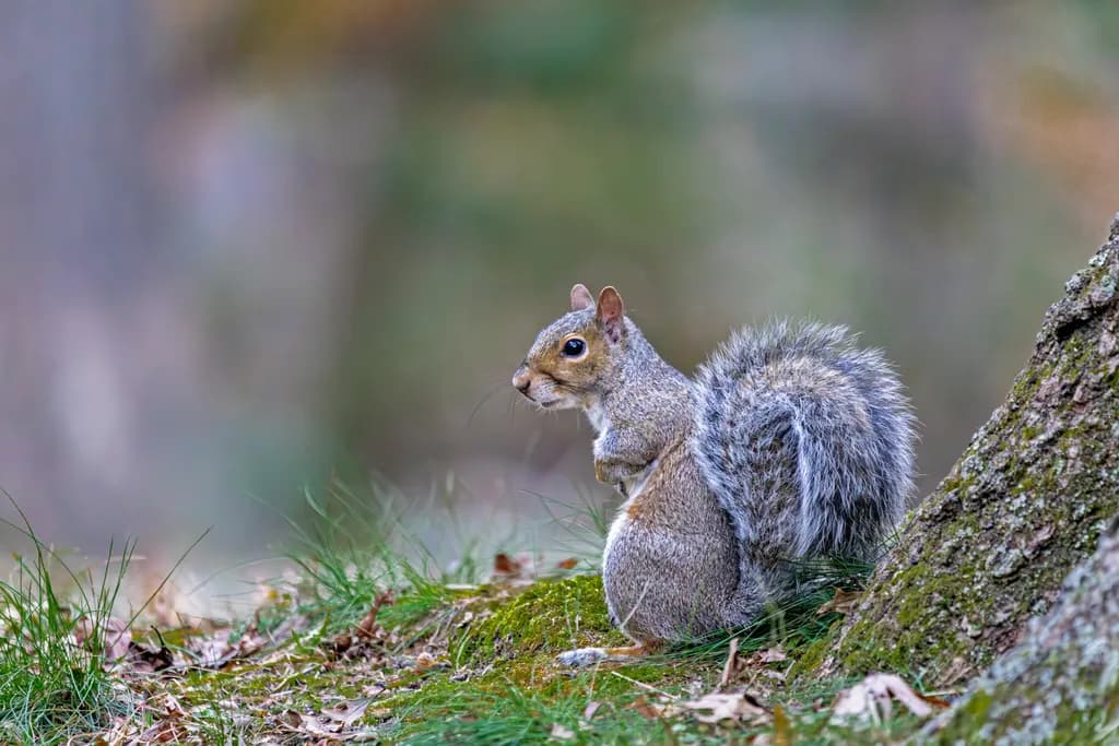 Curious Woodland Squirrel: A Moment of Nature's Whimsy in the Forest