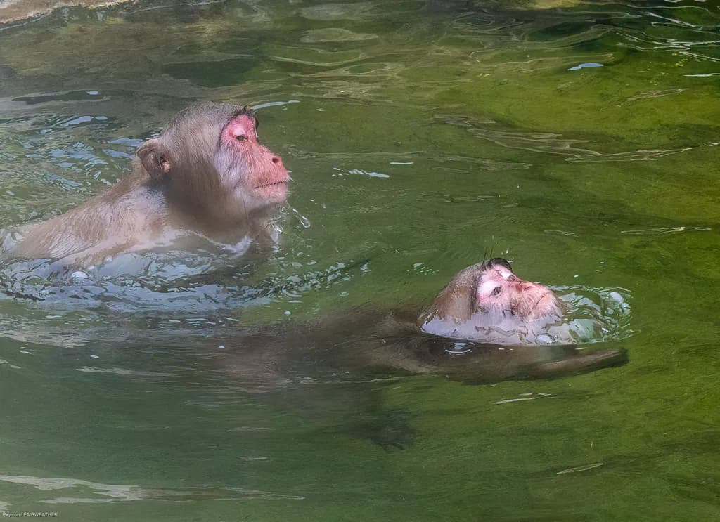Waterbound Companions