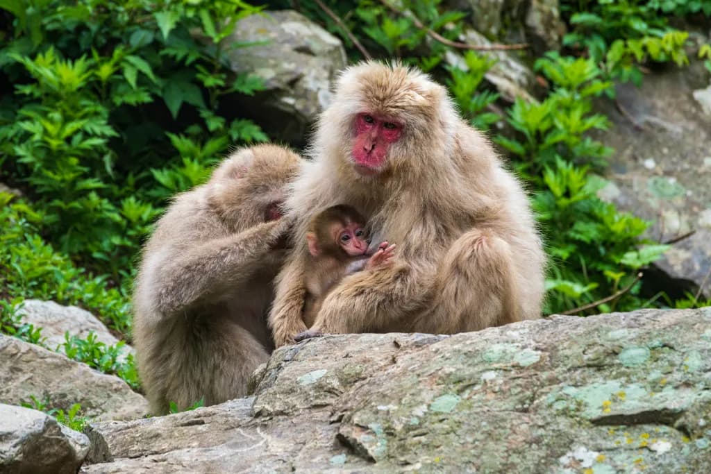 Family Bond