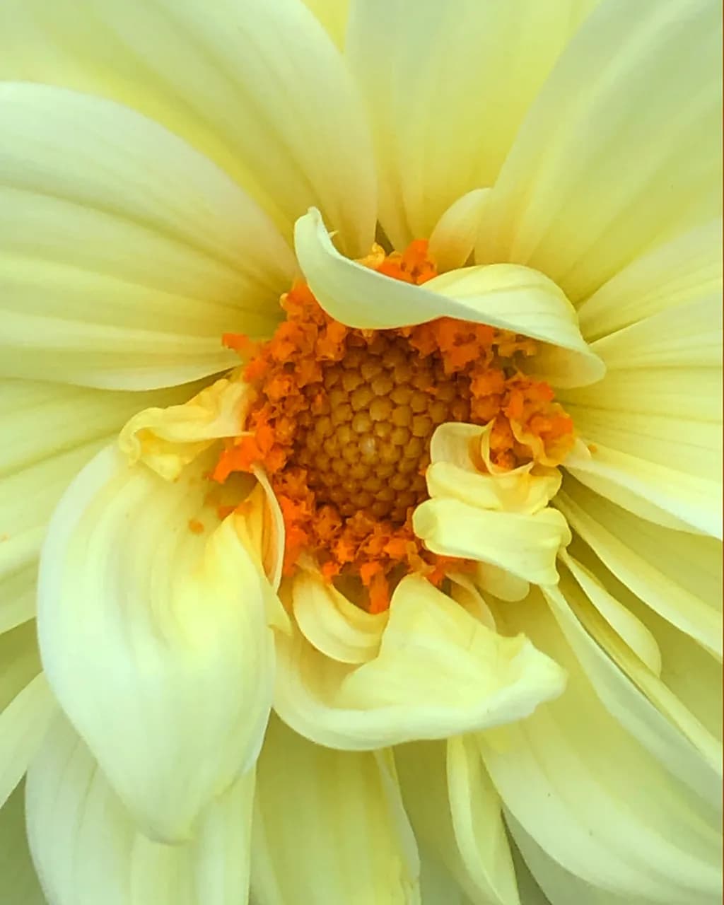 THE DAHLIA TOUCH