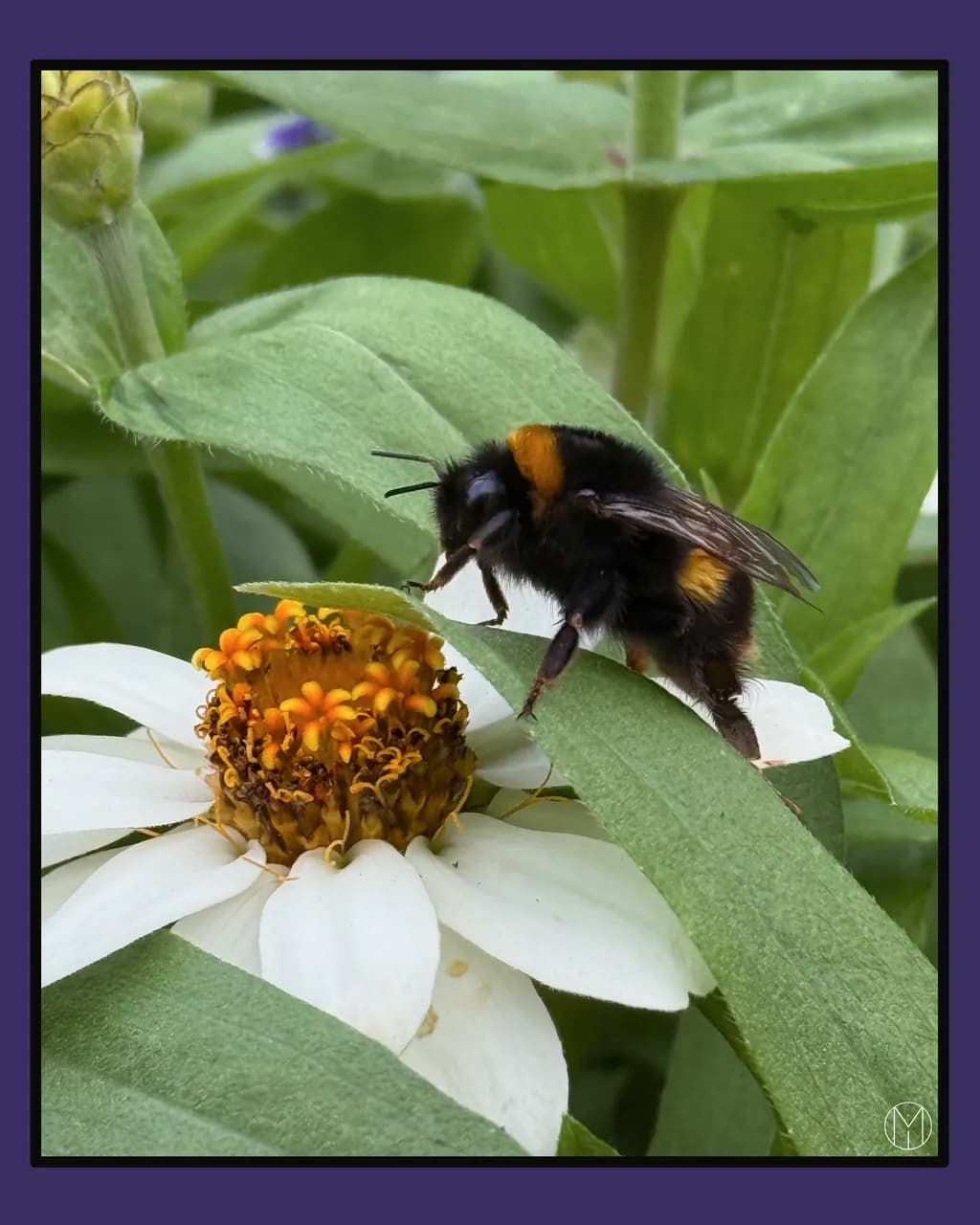 Bee on Leaf