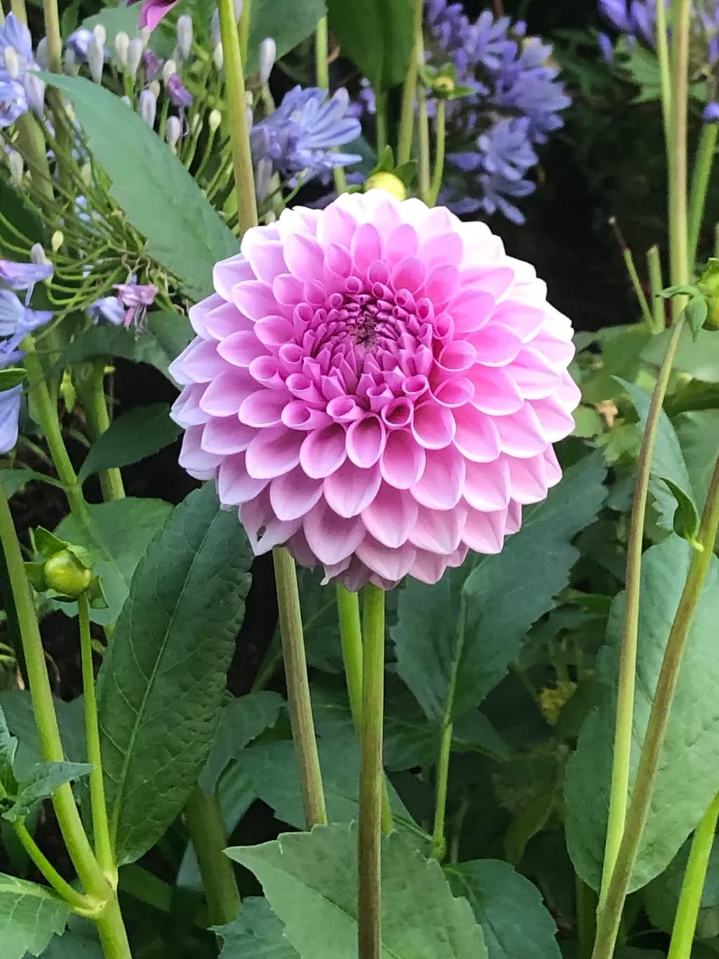 Curious Bloom