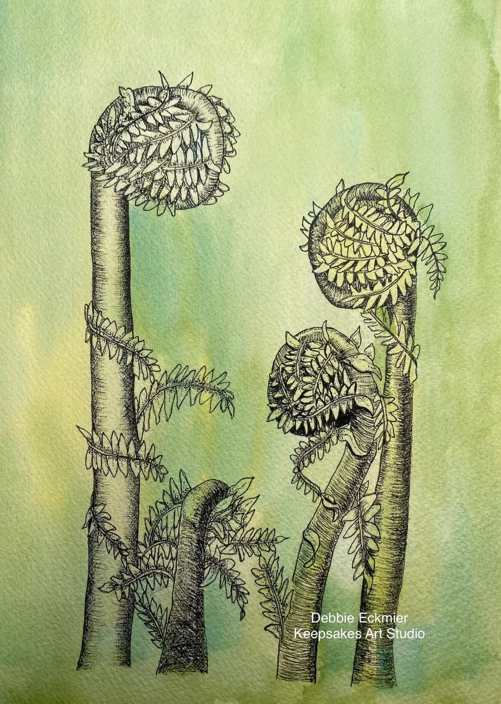 Fern Unfurling