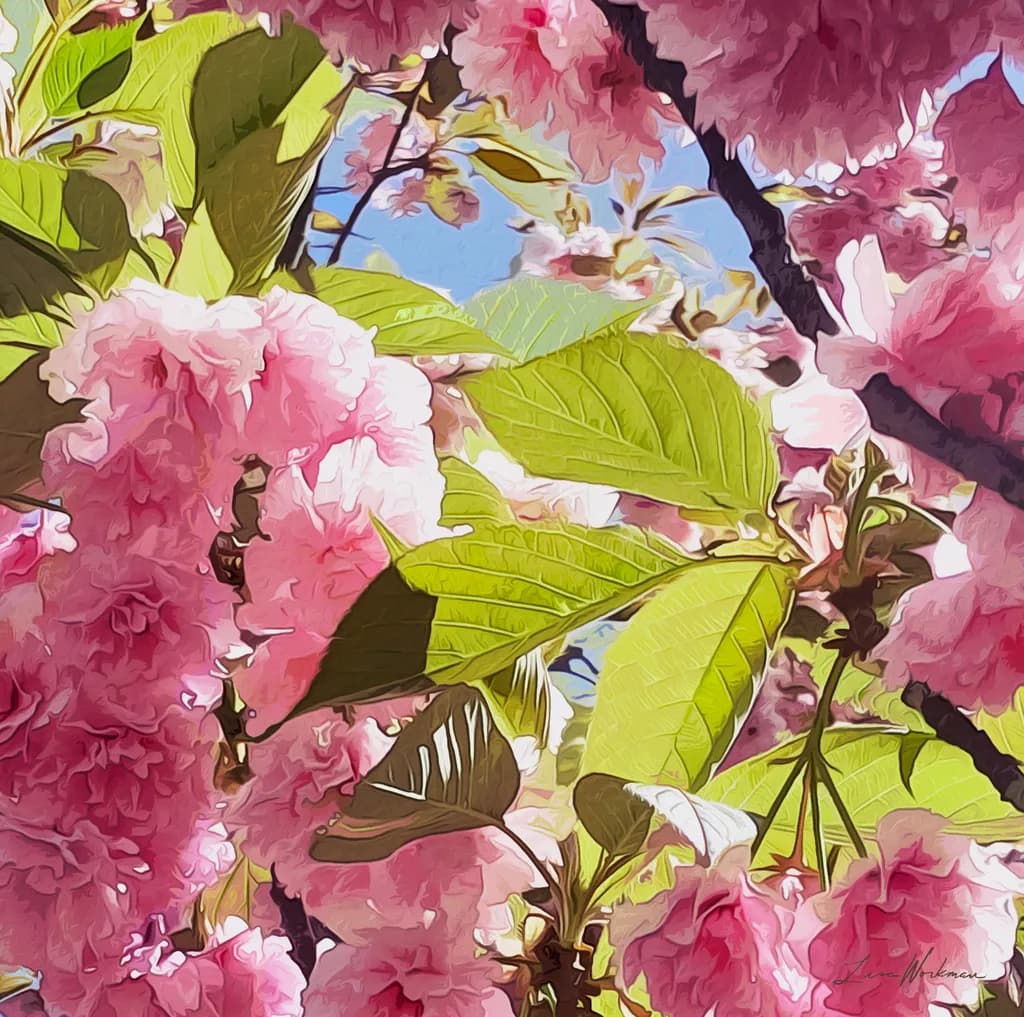 Pink Bloom Canvas