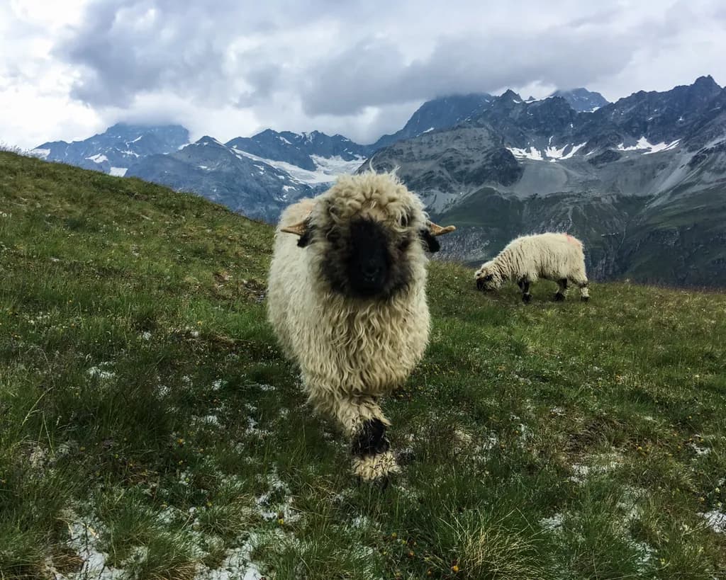 Mountain Grazers