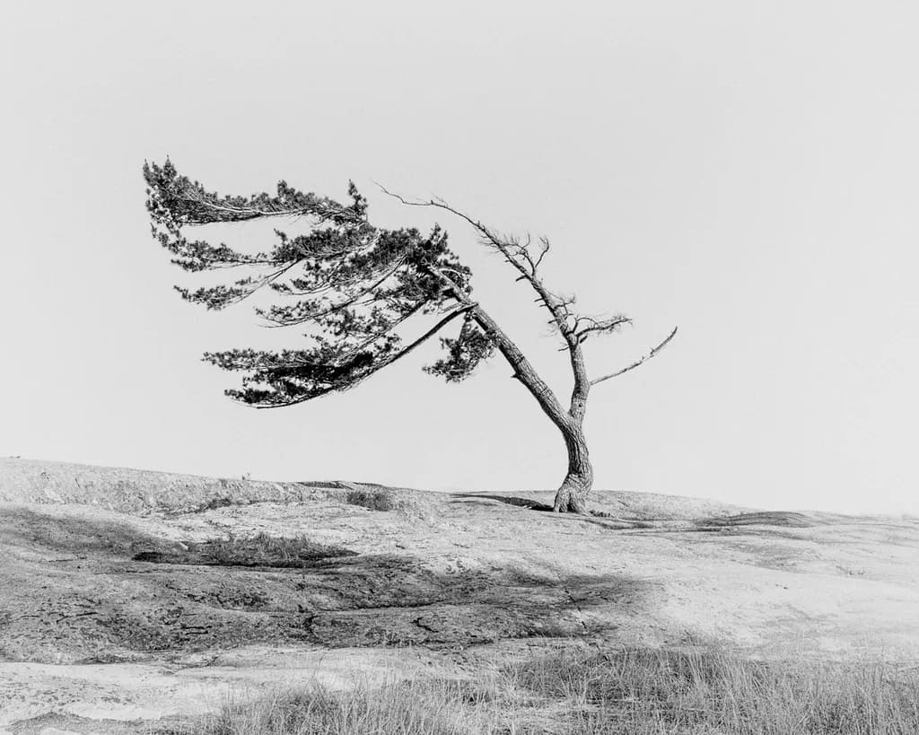 Windblown Resilience
