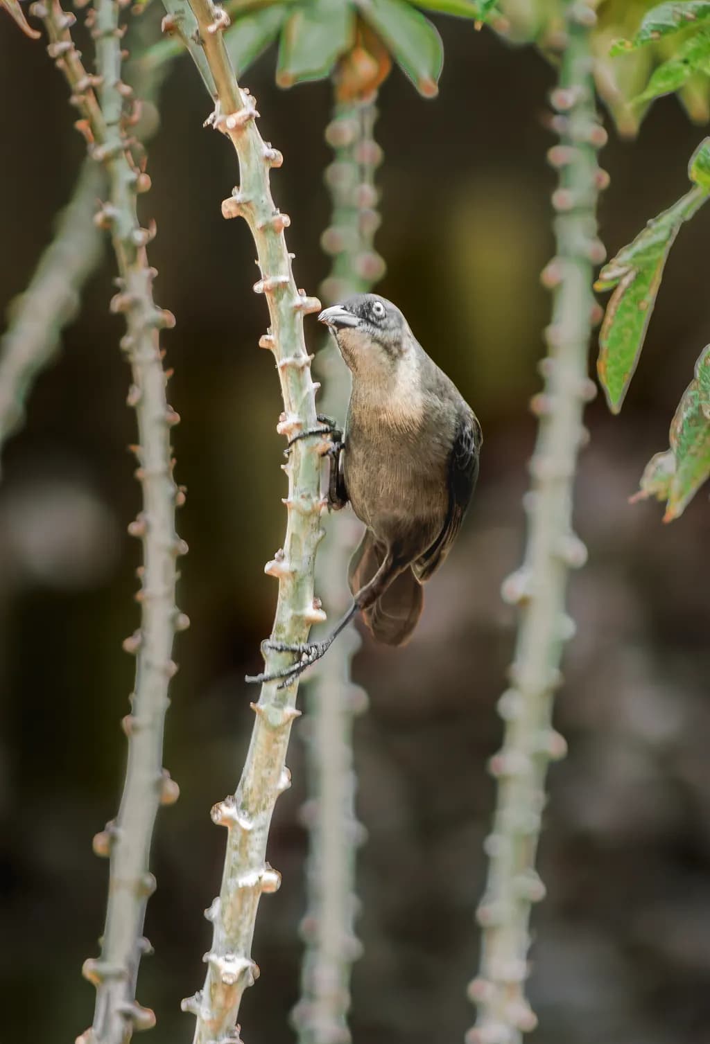 Bird on Thorny Branches