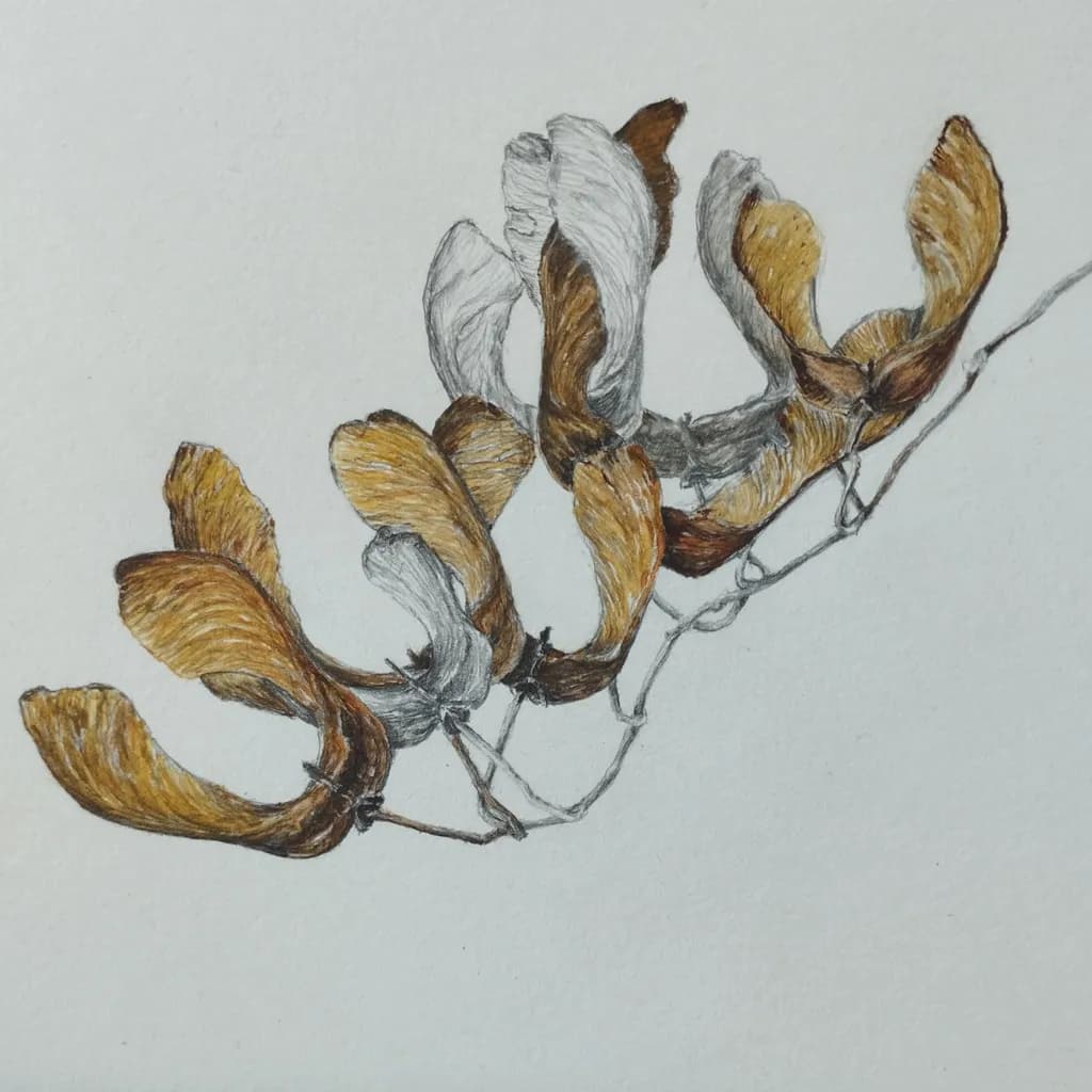 Maple Wings