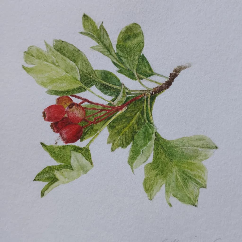 Hawthorn Berries Branch