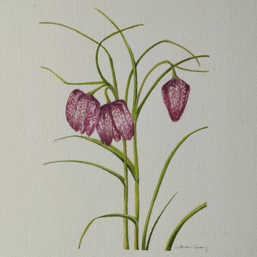Snake’s Head Fritillary Blooms