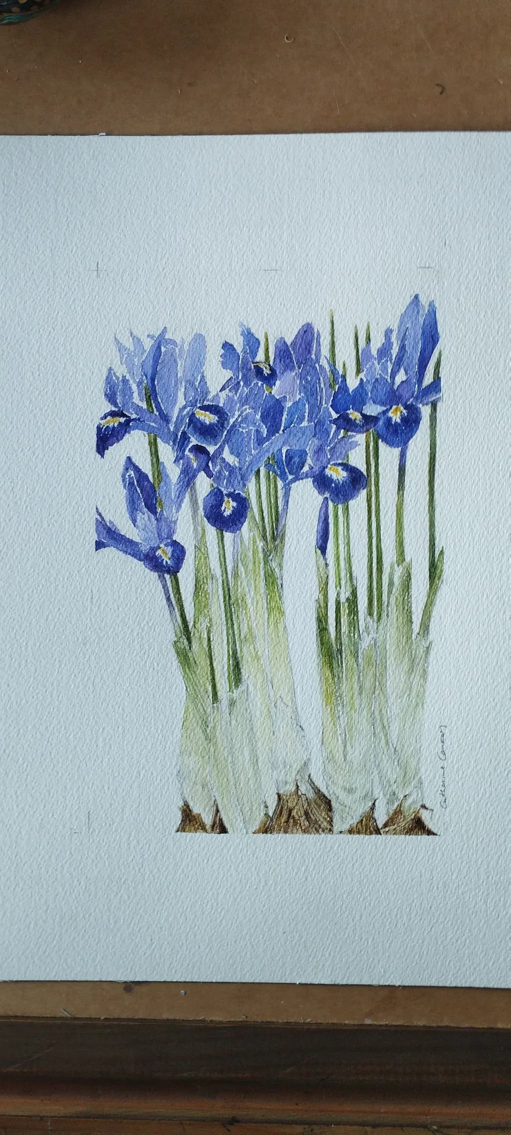 Blue Iris Bloom