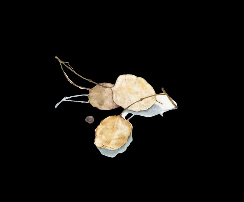 Delicate Botanicals