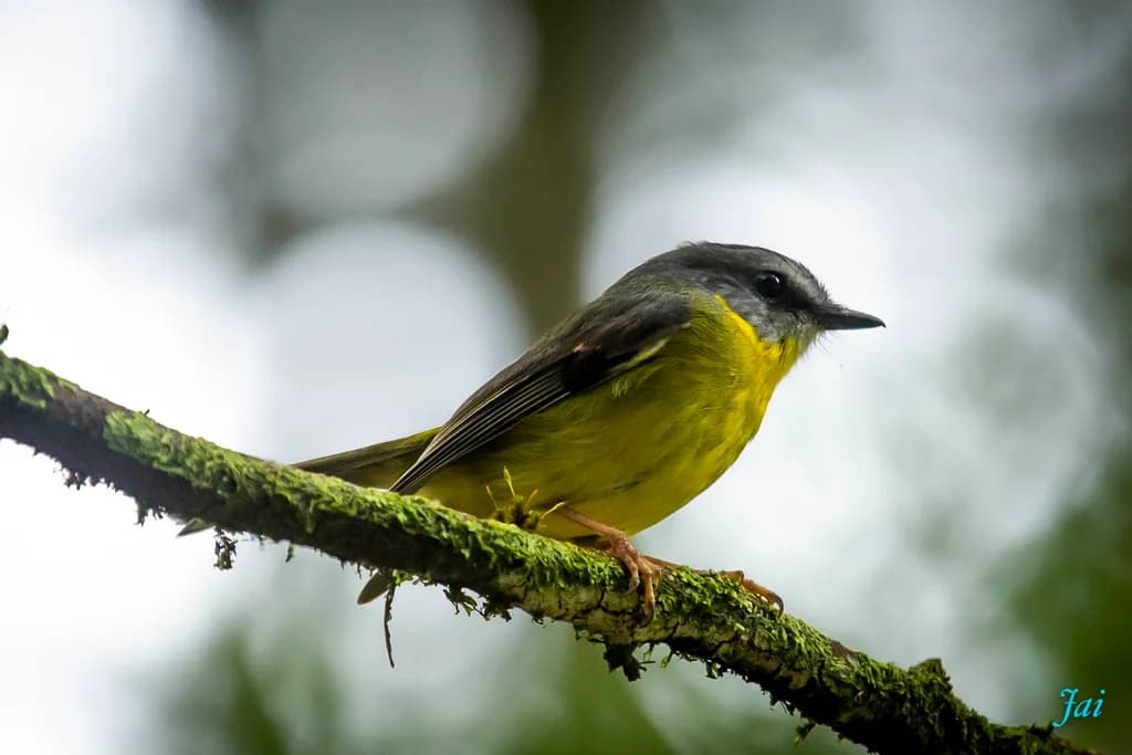 Birdlife