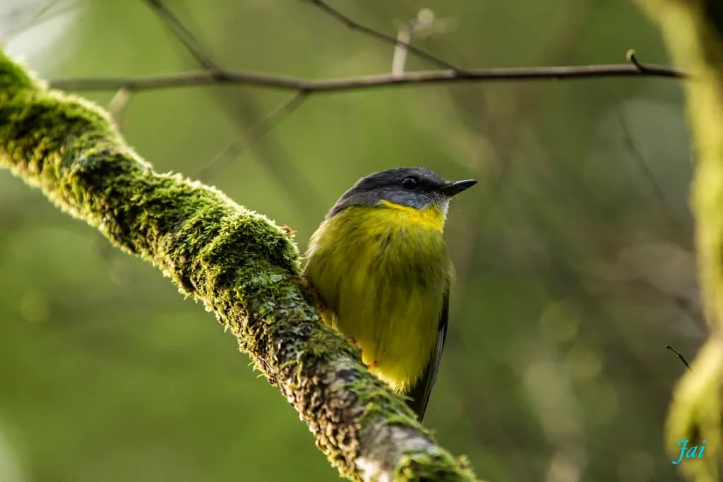 Eastern Yellow Robin