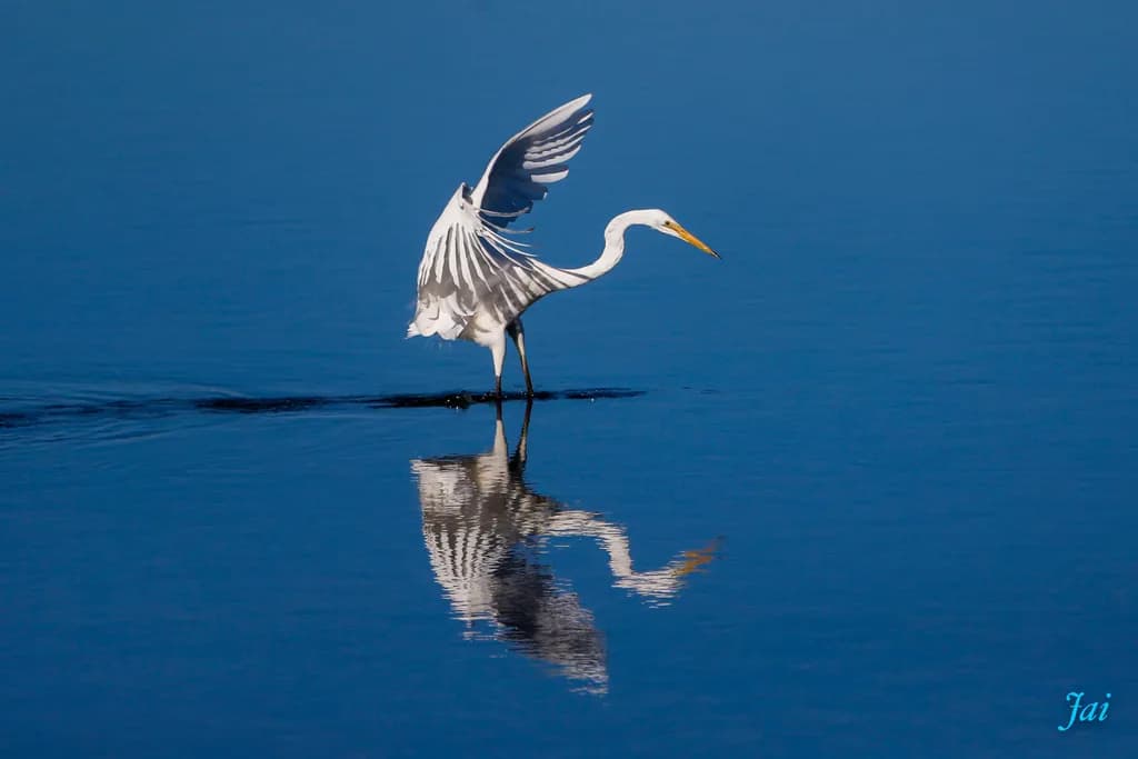 Little Egret Reflection