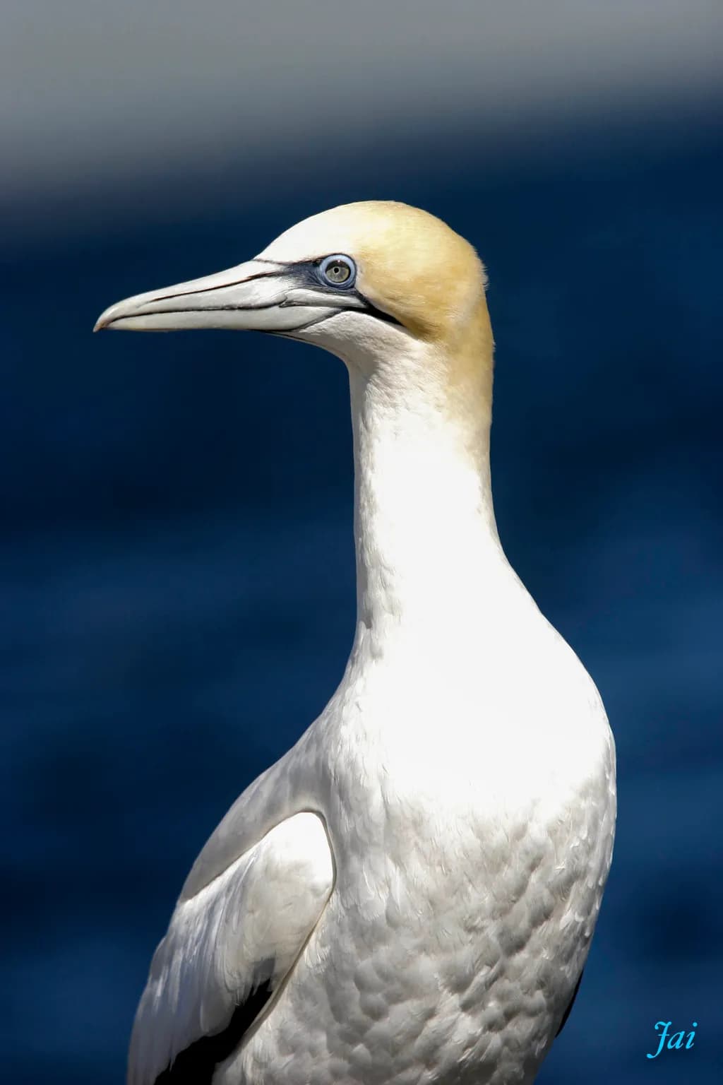 Gannet Elegance