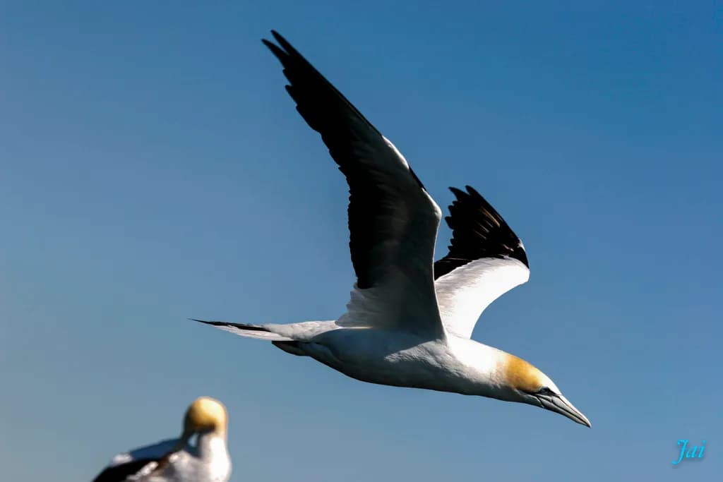 Gannet in Flight