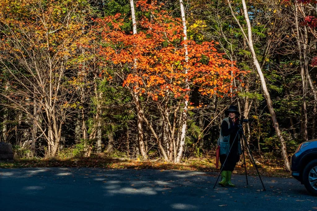 Autumn's Embrace: A Photographer's Journey Through Vibrant Foliage and Nature's Palette