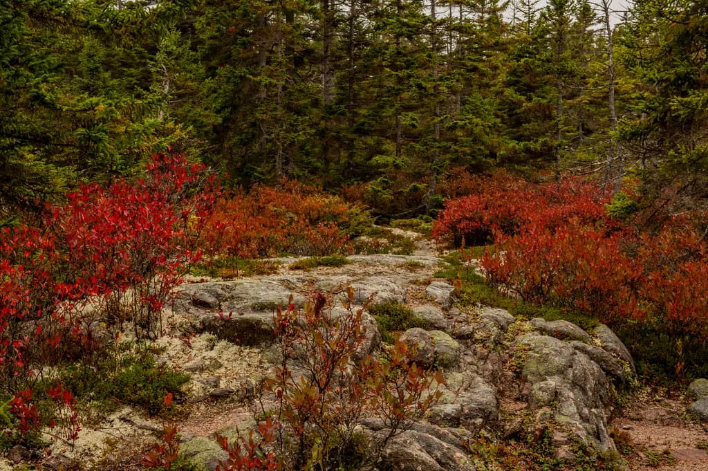 Whispers of Autumn: A Serene Path Through Vibrant Red Foliage and Rocky Terrain