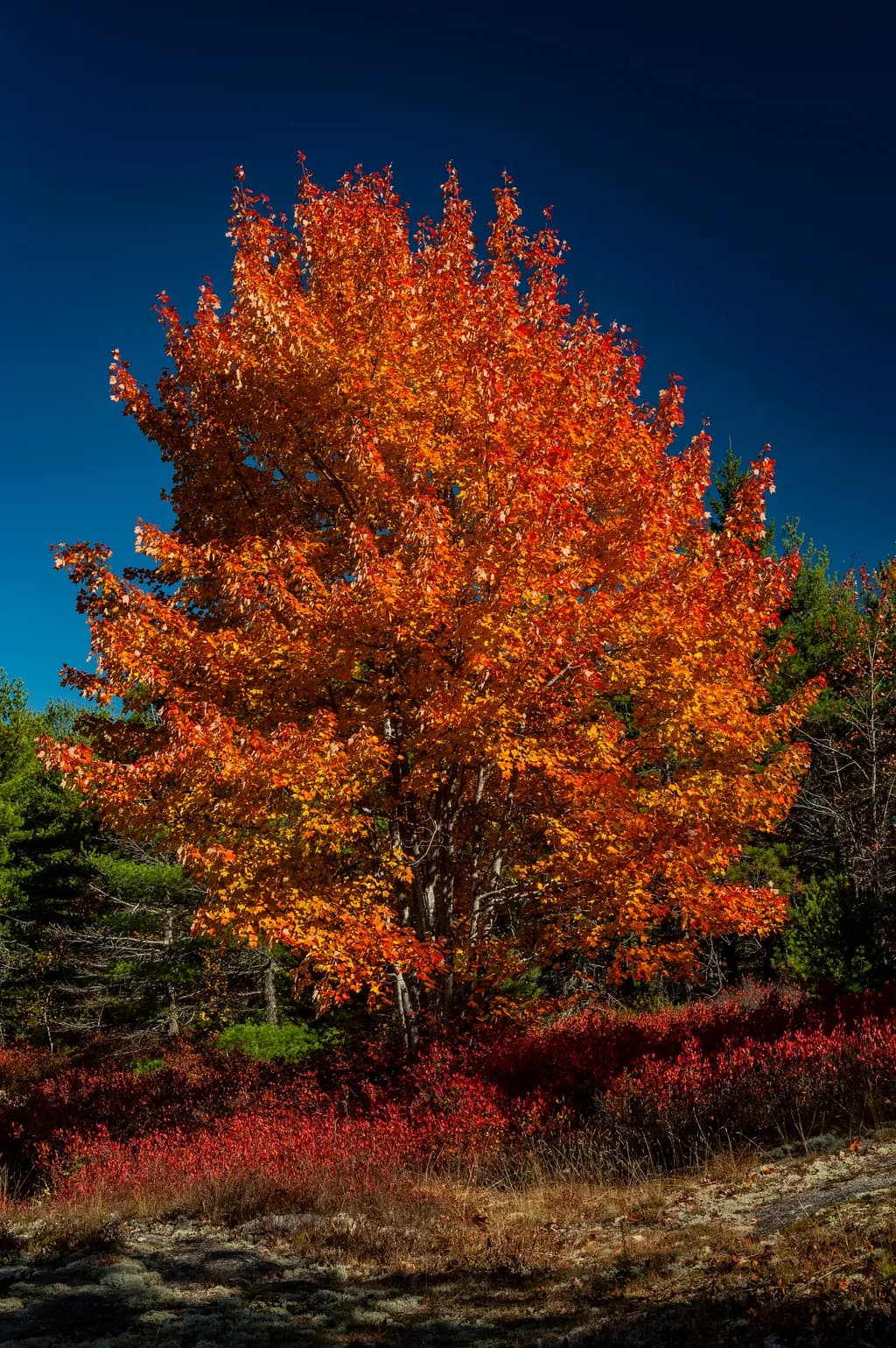 Autumn's Embrace: A Vibrant Maple Tree Against a Clear Blue Sky