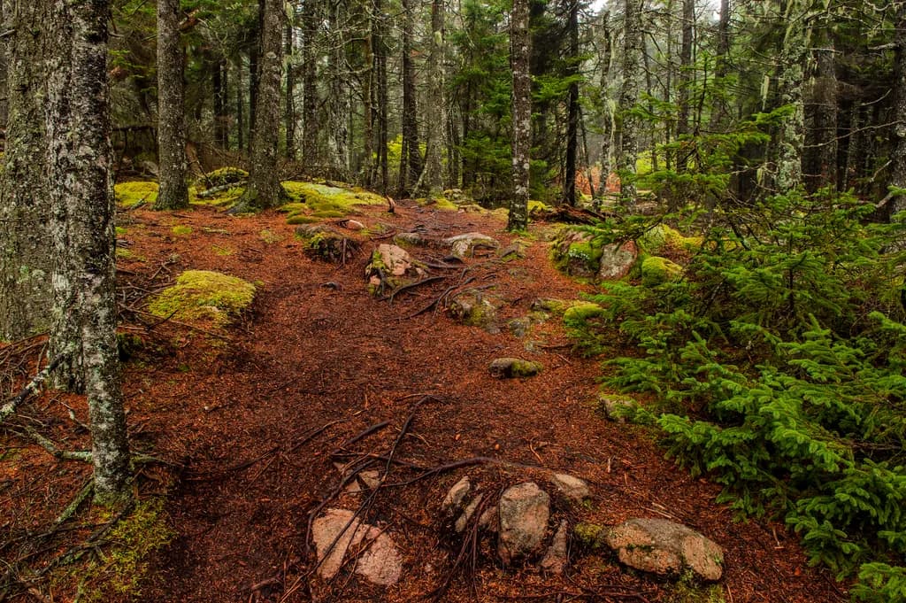 Whispers of the Forest: A Tranquil Trail Through Nature's Embrace