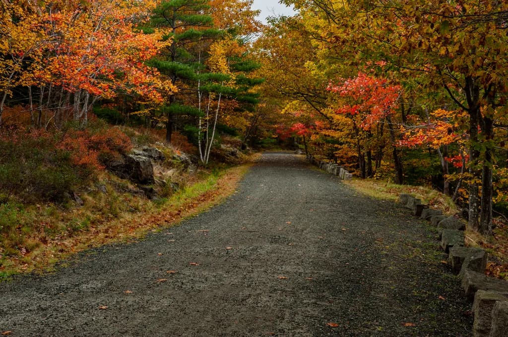 Whispers of Autumn: A Tranquil Pathway Through a Colorful Forest