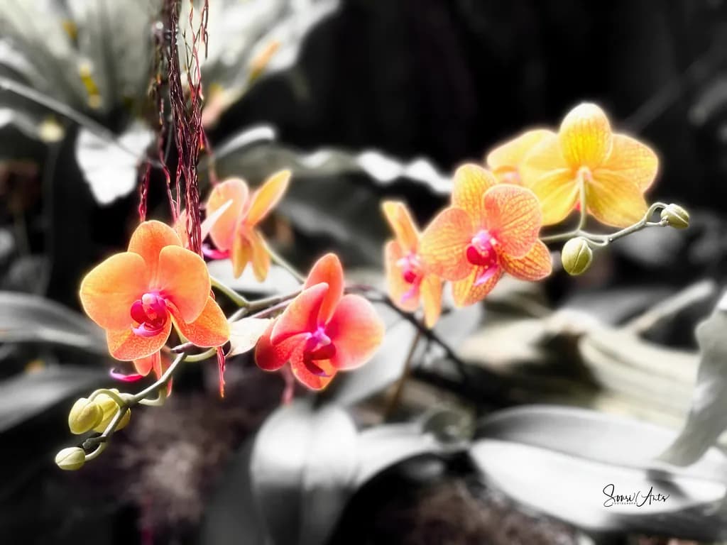 An Orchid's Mood—Fire